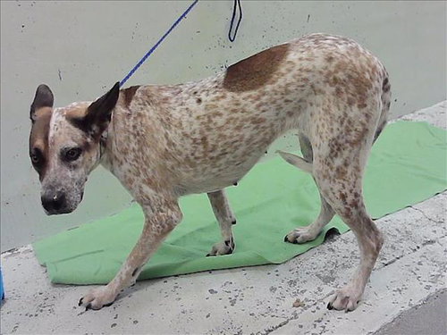 BISCUIT, a dog for adoption from City of Houston, Bureau of Animal Regulation and Care