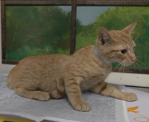 BIDOOF, a cat for adoption from City of Houston, Bureau of Animal Regulation and Care