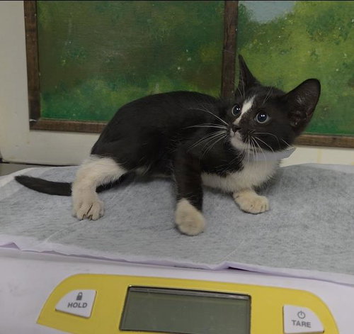 BIBAREL, a cat for adoption from City of Houston, Bureau of Animal Regulation and Care