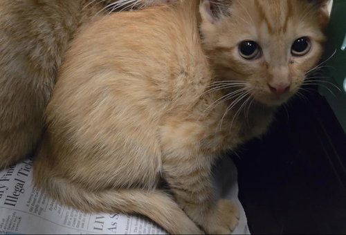 SHIBX, a cat for adoption from City of Houston, Bureau of Animal Regulation and Care