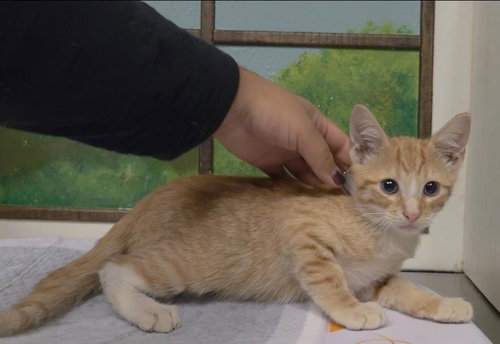 STARLY, a cat for adoption from City of Houston, Bureau of Animal Regulation and Care