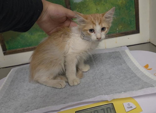 STARAVIA, a cat for adoption from City of Houston, Bureau of Animal Regulation and Care