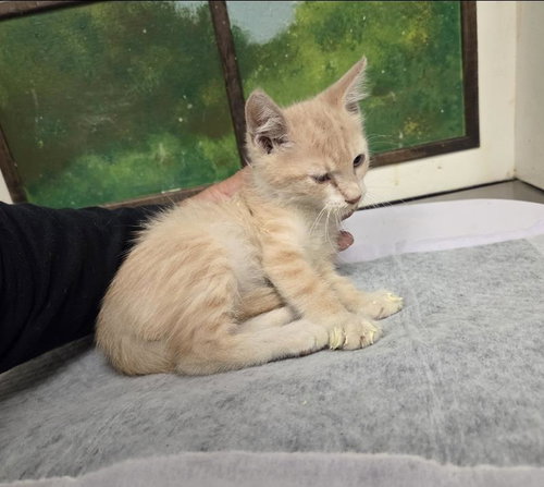 STARAPTOR, a cat for adoption from City of Houston, Bureau of Animal Regulation and Care