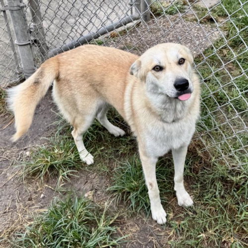 GINGER, a dog for adoption from City of Houston, Bureau of Animal Regulation and Care
