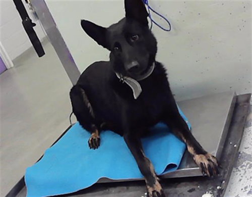 SALLY, a dog for adoption from City of Houston, Bureau of Animal Regulation and Care