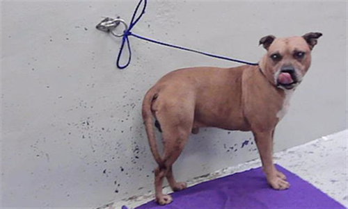 MIKEY, a dog for adoption from City of Houston, Bureau of Animal Regulation and Care