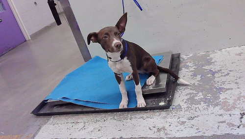 FIONA, a dog for adoption from City of Houston, Bureau of Animal Regulation and Care
