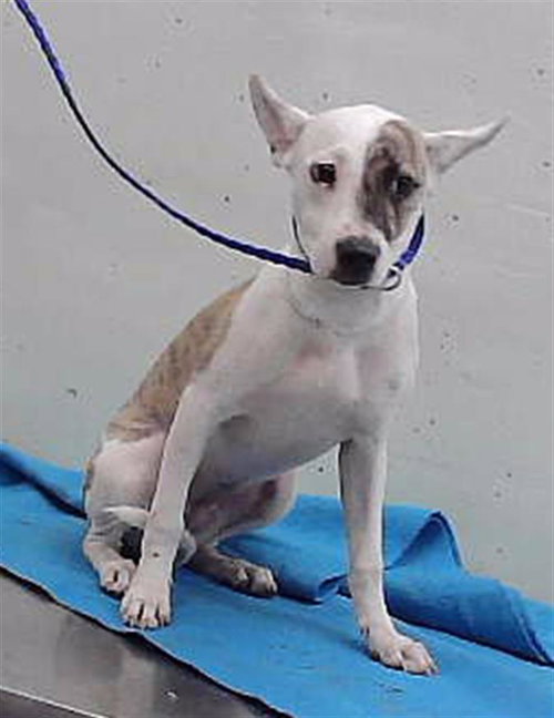 NALA, a dog for adoption from City of Houston, Bureau of Animal Regulation and Care