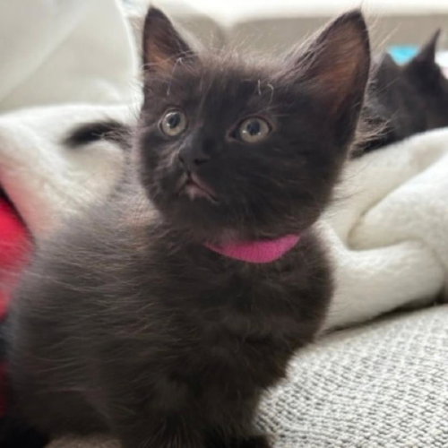 MARGE, a cat for adoption from City of Houston, Bureau of Animal Regulation and Care