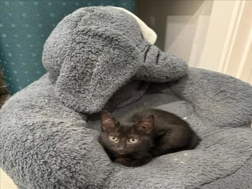 MAGGIE, a cat for adoption from City of Houston, Bureau of Animal Regulation and Care