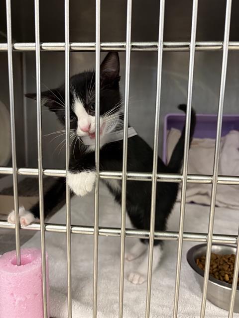 OREO, a cat for adoption from City of Houston, Bureau of Animal Regulation and Care
