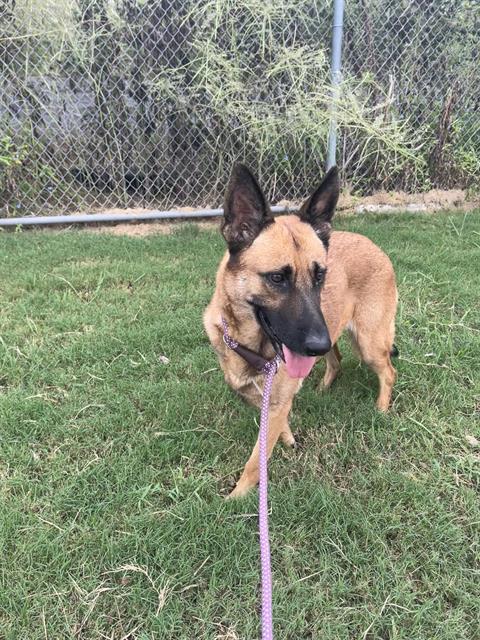 MEEKA, a dog for adoption from City of Houston, Bureau of Animal Regulation and Care