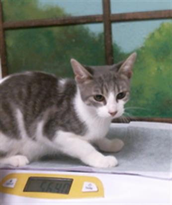 MARGE, a cat for adoption from City of Houston, Bureau of Animal Regulation and Care
