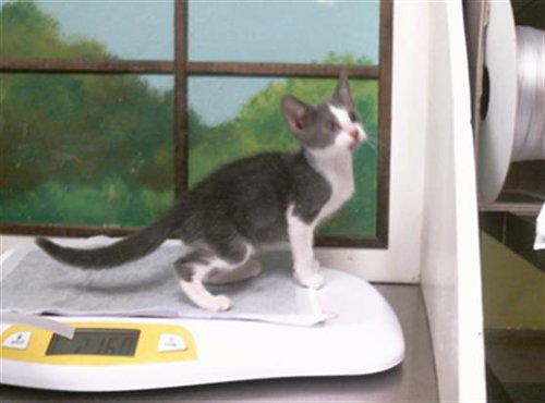 BART, a cat for adoption from City of Houston, Bureau of Animal Regulation and Care