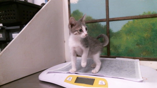 HOMER, a cat for adoption from City of Houston, Bureau of Animal Regulation and Care