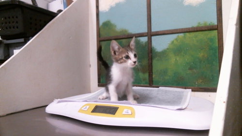 SIMPSON, a cat for adoption from City of Houston, Bureau of Animal Regulation and Care