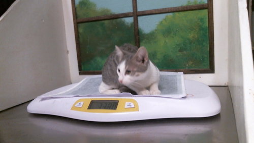 LISA, a cat for adoption from City of Houston, Bureau of Animal Regulation and Care