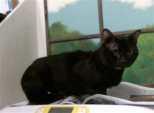 KRUSTY, a cat for adoption from City of Houston, Bureau of Animal Regulation and Care