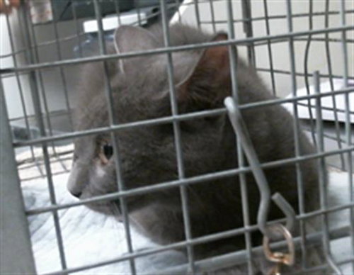 A2099454, a cat for adoption from City of Houston, Bureau of Animal Regulation and Care