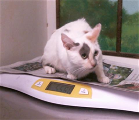 DOLAP, a cat for adoption from City of Houston, Bureau of Animal Regulation and Care