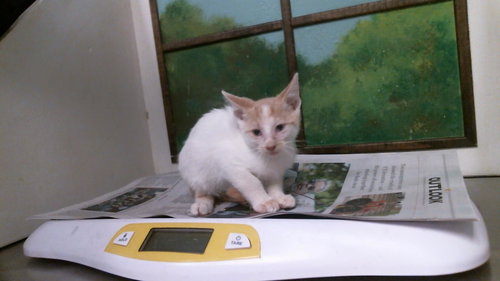 BIT, a cat for adoption from City of Houston, Bureau of Animal Regulation and Care