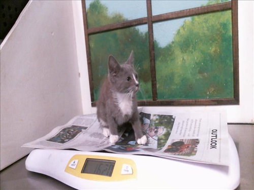 MORSEL, a cat for adoption from City of Houston, Bureau of Animal Regulation and Care
