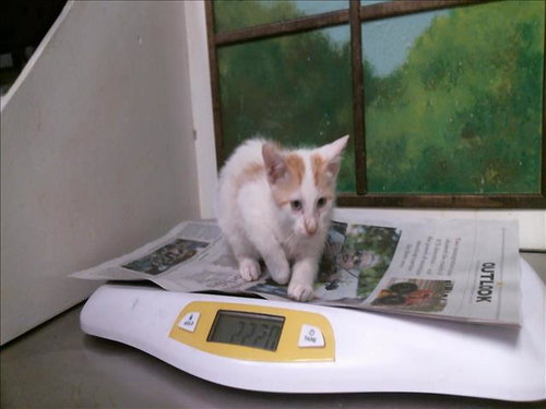 SCRAP, a cat for adoption from City of Houston, Bureau of Animal Regulation and Care