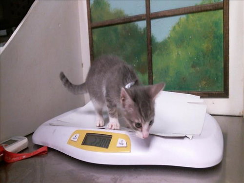 SIENNA, a cat for adoption from City of Houston, Bureau of Animal Regulation and Care