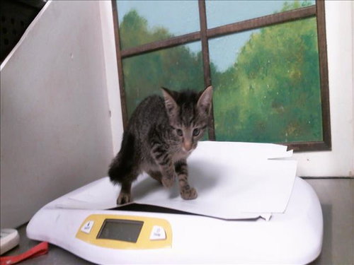 GARNET, a cat for adoption from City of Houston, Bureau of Animal Regulation and Care