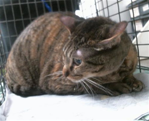 LILY, a cat for adoption from City of Houston, Bureau of Animal Regulation and Care