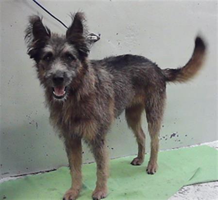 MAC, a dog for adoption from City of Houston, Bureau of Animal Regulation and Care