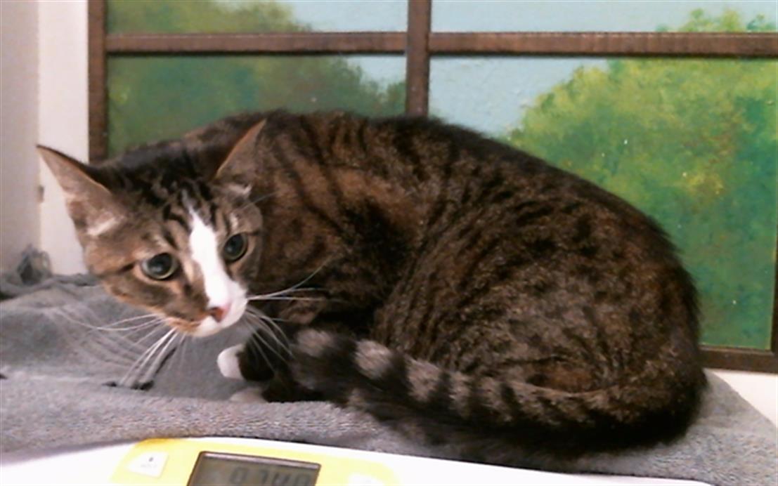 Harvey, Domestic Short Hair