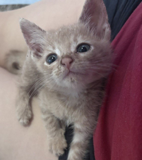 Oliver, Domestic Short Hair