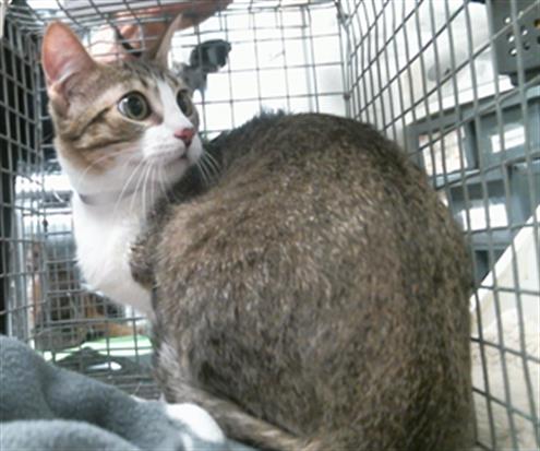 Fiona, Domestic Short Hair
