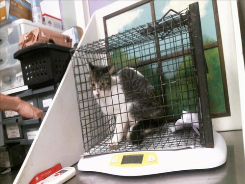 A2099444, a cat for adoption from City of Houston, Bureau of Animal Regulation and Care