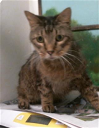 Grizzly, Domestic Short Hair