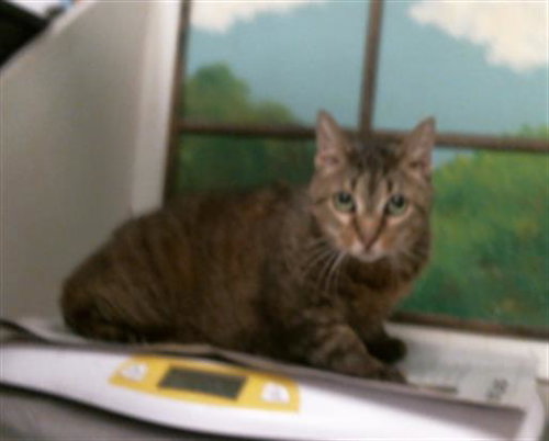 AVALANCHE, a cat for adoption from City of Houston, Bureau of Animal Regulation and Care
