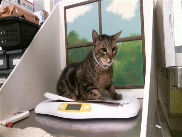 Barney, Domestic Short Hair