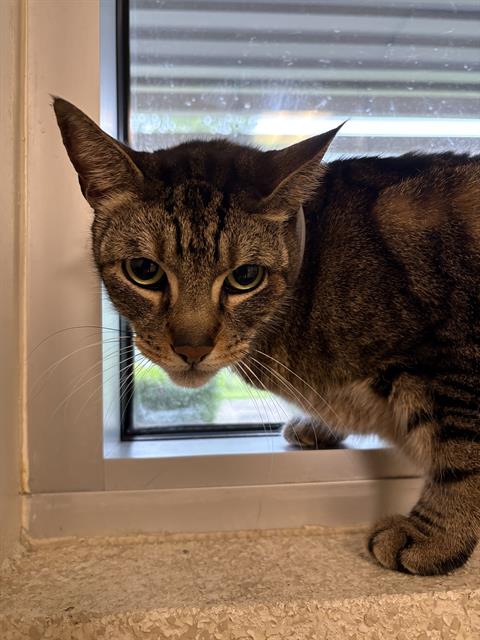 BARNEY, a cat for adoption from City of Houston, Bureau of Animal Regulation and Care