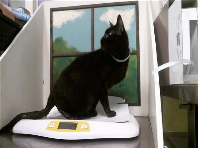 Rumble, Domestic Short Hair