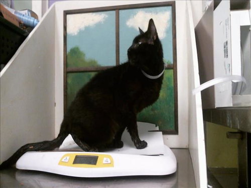 RUMBLE, a cat for adoption from City of Houston, Bureau of Animal Regulation and Care