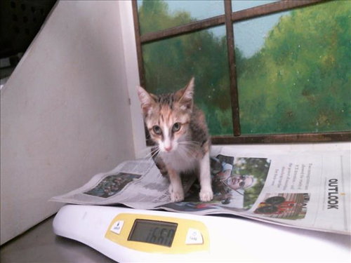 ALICE, a cat for adoption from City of Houston, Bureau of Animal Regulation and Care