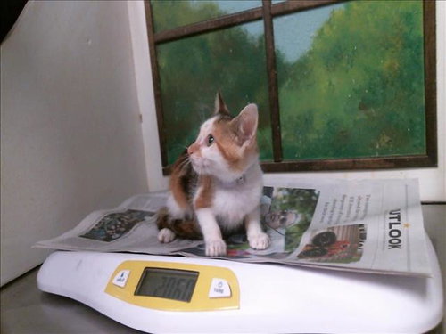 LILO, a cat for adoption from City of Houston, Bureau of Animal Regulation and Care