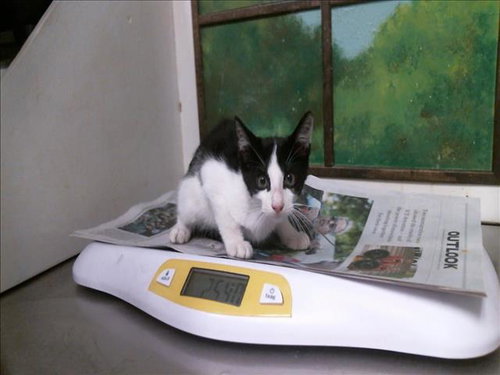 THUMPER, a cat for adoption from City of Houston, Bureau of Animal Regulation and Care