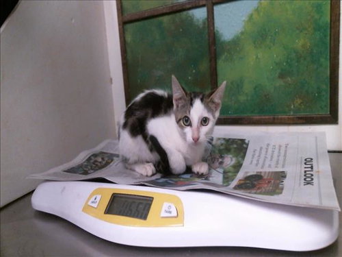 FLYNN, a cat for adoption from City of Houston, Bureau of Animal Regulation and Care
