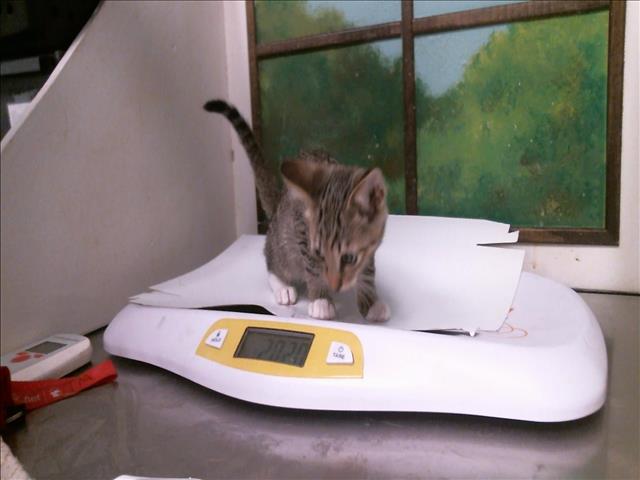 Harley, Domestic Short Hair