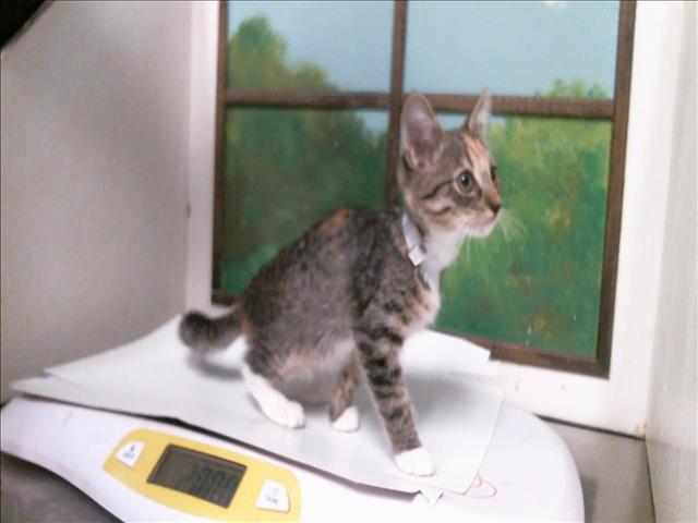 Haedon, Domestic Short Hair