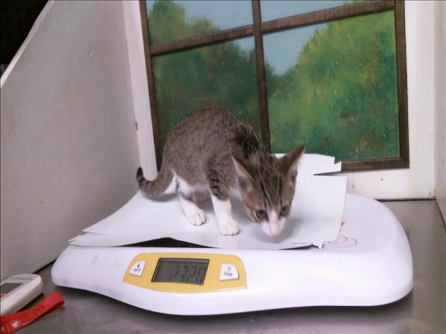 Honda, Domestic Short Hair