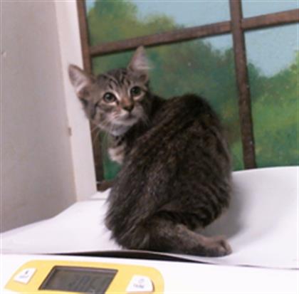 A2099504, Domestic Medium Hair