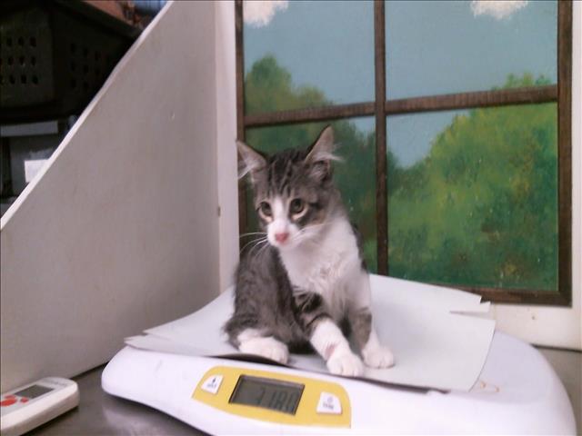 A2099505, Domestic Medium Hair